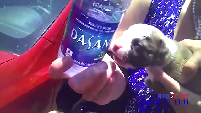 Florida police officer breaks car window to save puppy inside hot car