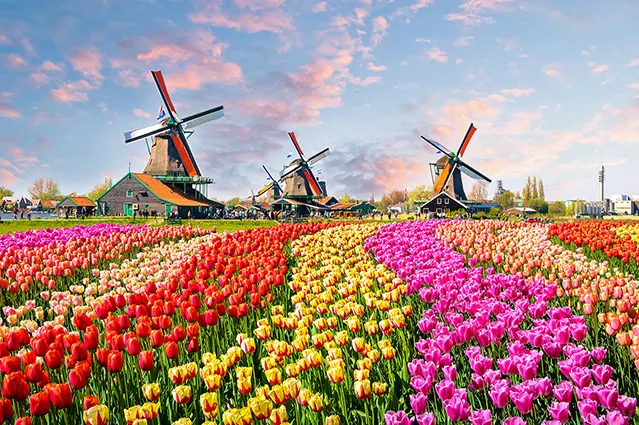 Tranh Cánh Đồng Hoa Tylip Đẹp và Cối Xoay Gió Hà Lan