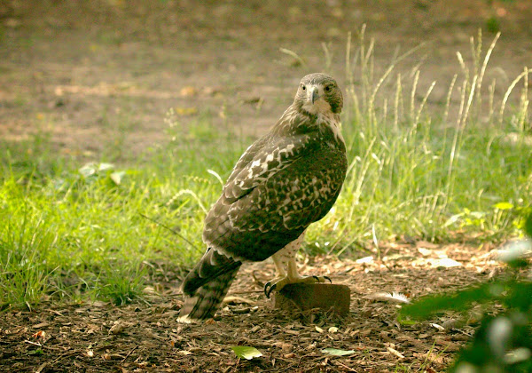 Tompkins Square red-tailed hawk fledgling