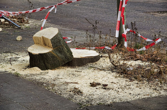 Baustelle Baumfällarbeiten, Otto-Braun-Straße / Mollstraße, 10178 Berlin, 13.02.2014