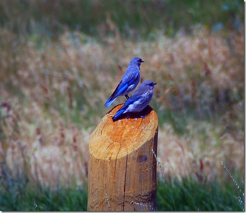Blue Birds