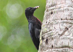 Carpintero de Guadalupe Melanerpes herminieri