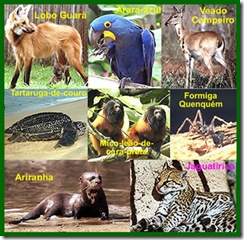 animais-extincao