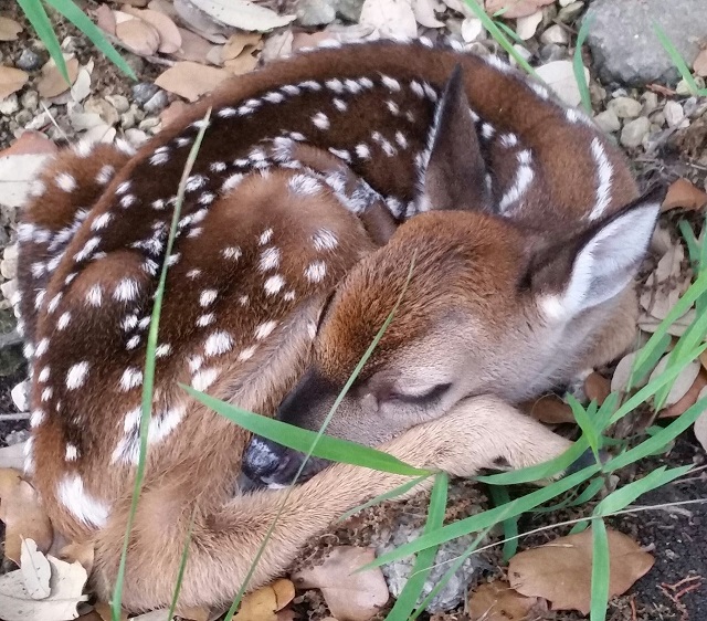 A fawn sleeping peacefully in a ravine