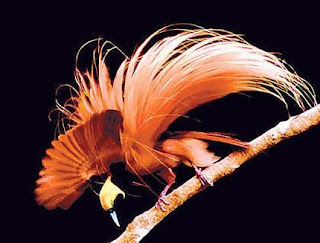 bird of paradise