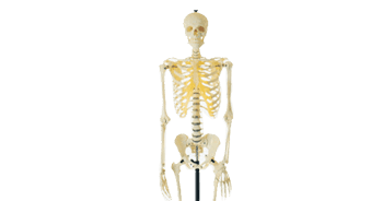 Harga Manekin Tulang  Model Rangka Manusia  Jual Patung 