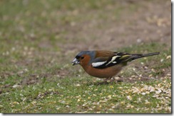 Chaffinch