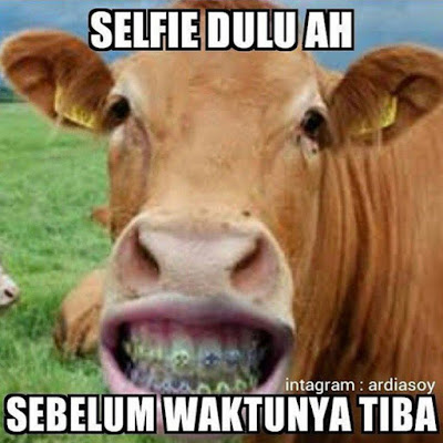 Kumpulan Meme dan Gambar Kocak Hewan Qurban yang Mengundang Tawa Terbaru  Kumpulan Meme dan Gambar Kocak Hewan Qurban yang Mengundang Tawa Terbaru 2018 