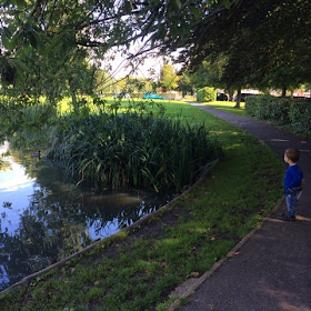 Baby Boy observing a beautiful pond with ducks on it 