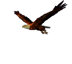 Resultado de imagem para aguia voando gif