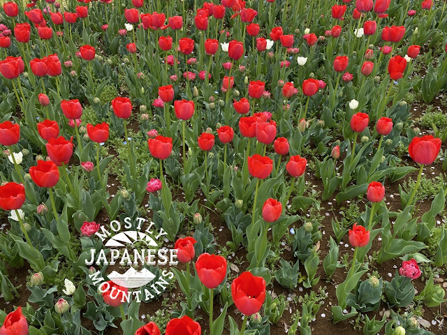 Showa Park Tulips