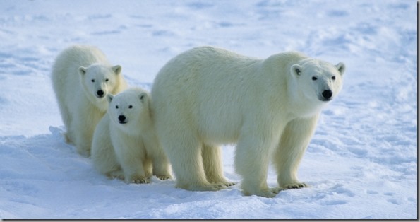 Polar Bear