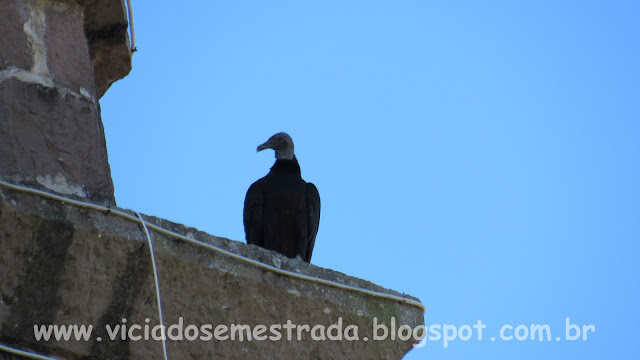 Urubu no alto do campanário