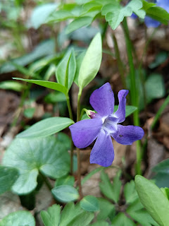 Vinca minor