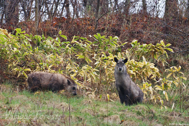 japanese serow