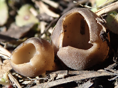  grzyby 2020, grzyby w marcu, grzyby wiosenne, Helvella leucomelaena, Pseudoplectania, baziówka jodłowa, orzechówka wiązkowa, rozszczepka kloszowa, gwiazdosz potrójny