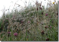 rain on grasses2