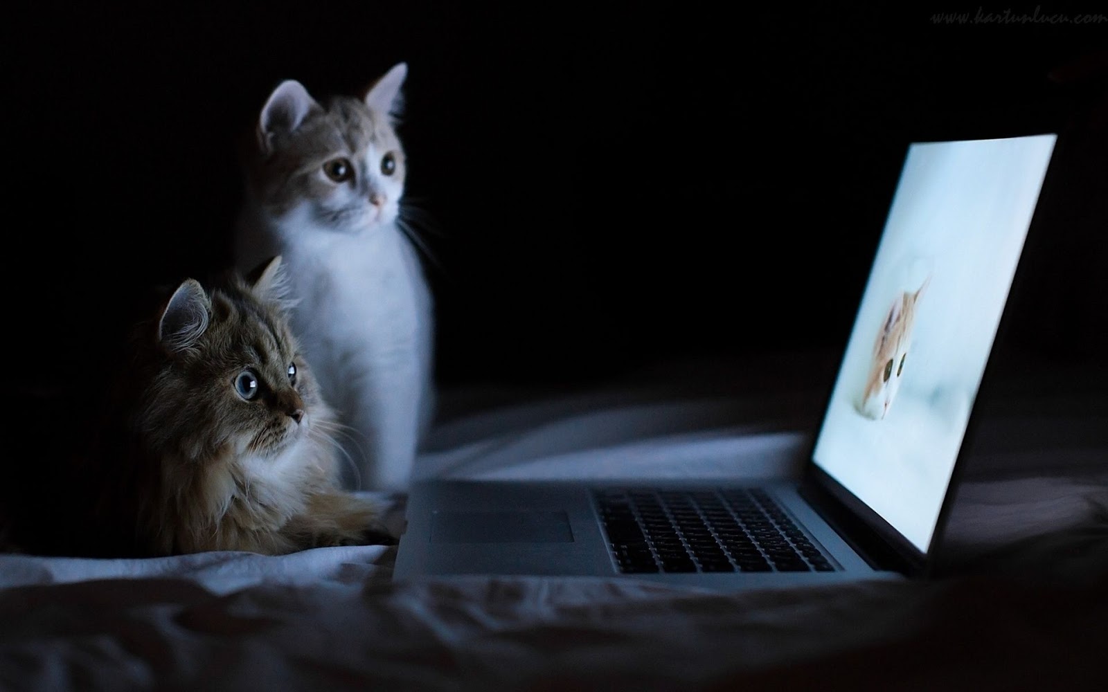 WALLPAPER LUCU KUCING DAN LAPTOP Gambar Kartun Lucu Dan