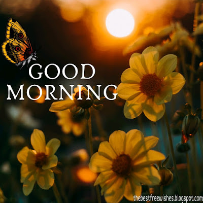 Good-Morning-Images-With-Flowers