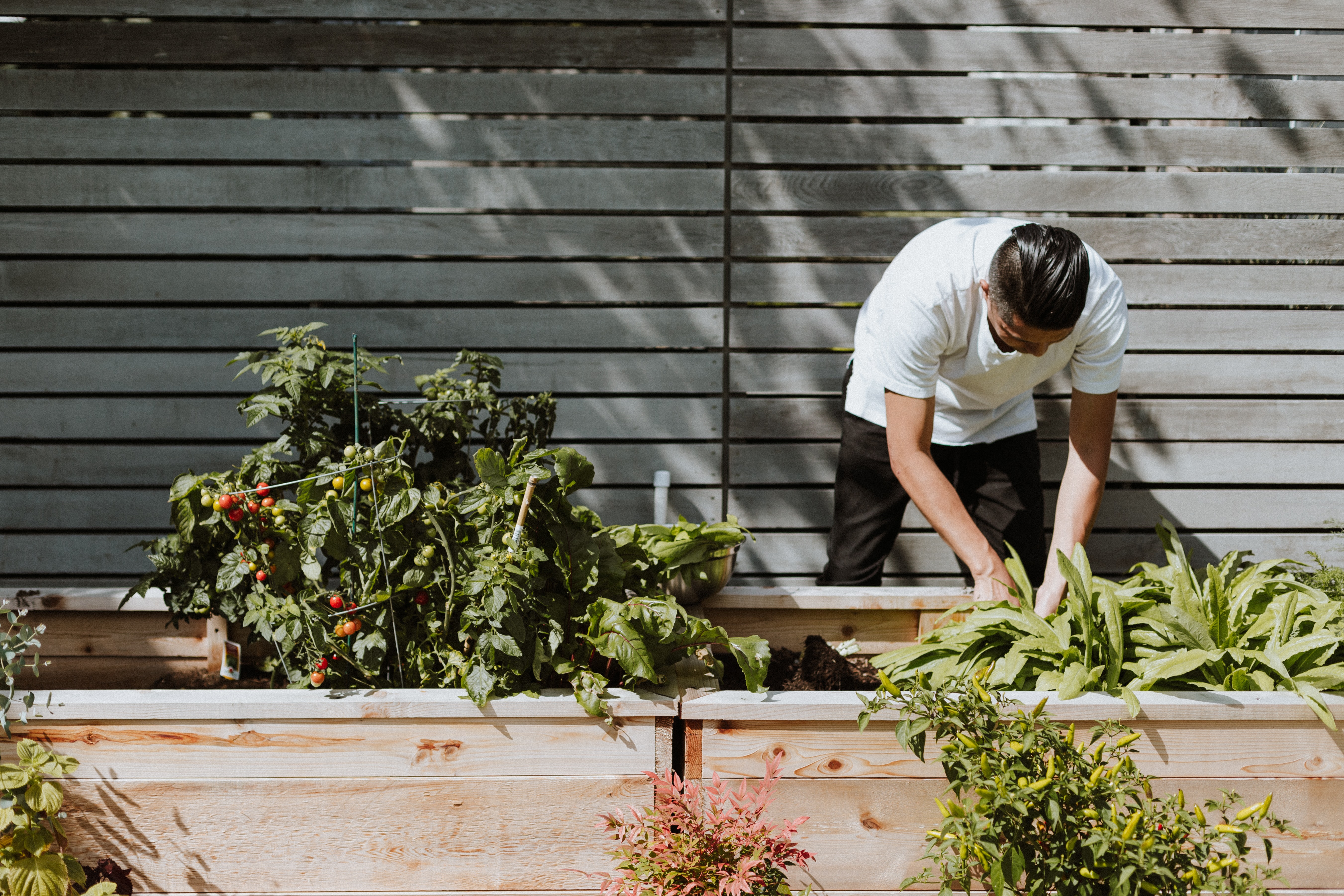 Tips for growing your own vegetable garden