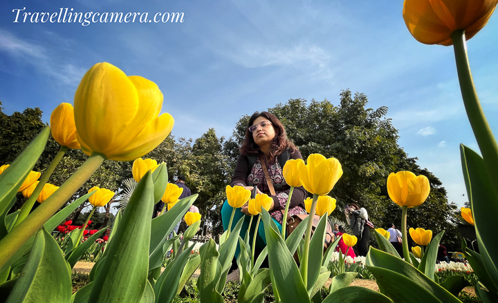In the heart of Delhi, where the hustle and bustle of urban life meet the serenity of nature, the annual Delhi Tulip Festival on Shanti Path unfolds like a vibrant tapestry of colors. This celebration of nature's elegance has become a must-visit event for flower enthusiasts and admirers of beauty in its purest form.