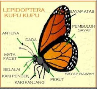 Mengenal Bagian bagian anatomi dari kupu  kupu  Sengkedan