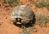 Photo of desert tortoise in Utah Red Cliffs Desert Reserve