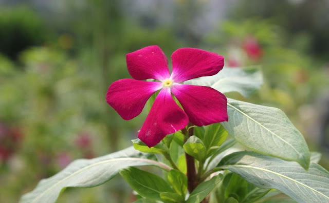 Vinca Flowers Pictures