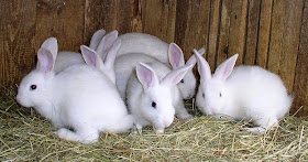 Rabbits