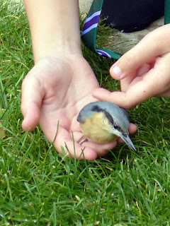 Nuthatch in hand