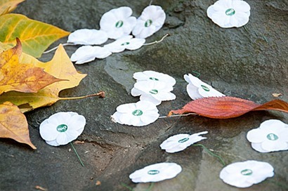 poppies-leaves