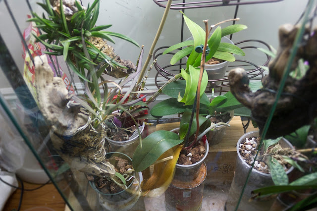 Growing Orchids Indoors