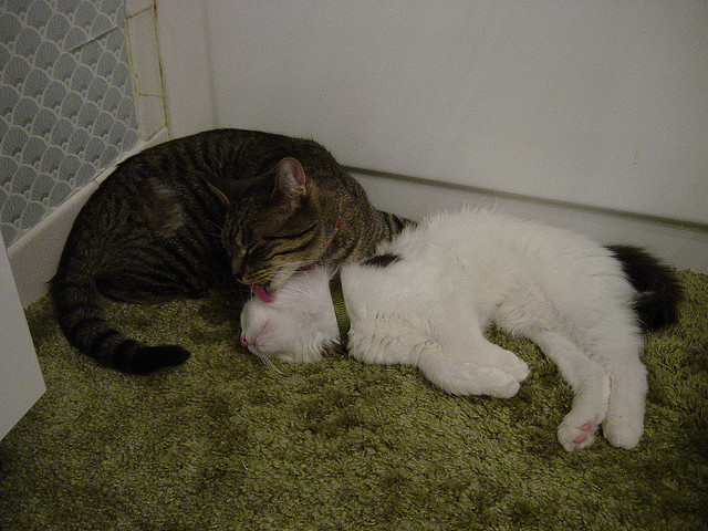 Two cats making love