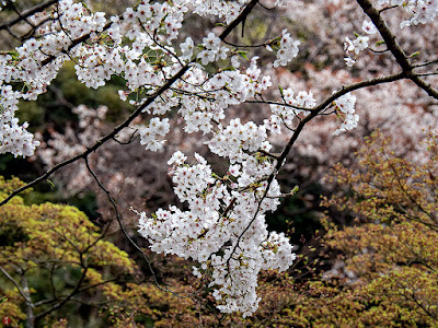 Somei-yoshino (Cerasus ×yedoensis) sakura flowers: Engaku-ji