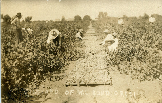 Orosi, CA.  Hispanic fieldworkers.  Circa 1915.