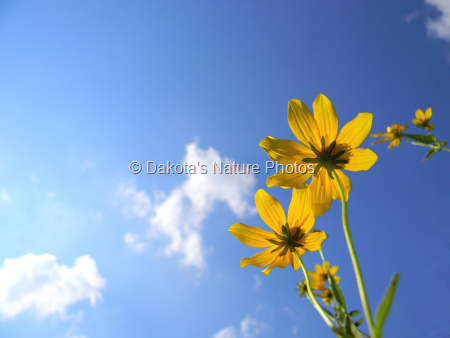 Yellow Flowers