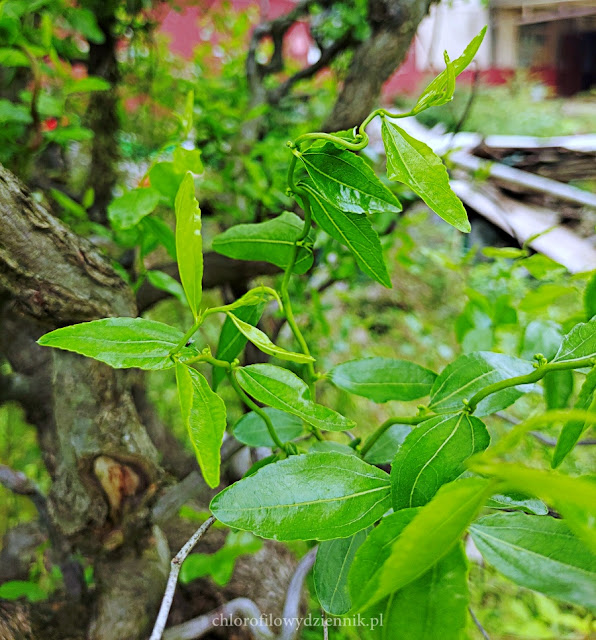 Głożyna pospolita jujube  Ziziphus jujuba chinskie drzewo daktylowe owocowe red date chinese Tortuosa uprawa w Polsce sadzonki owoce nasiona daktyle