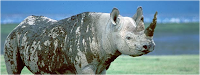 Photo of a rhinoceros