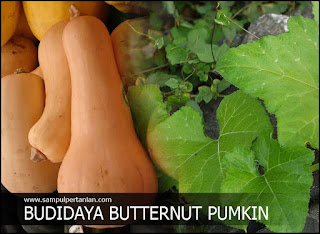 Budidaya Labu madu atau Butternut pumkin (Cucurbita moschata)