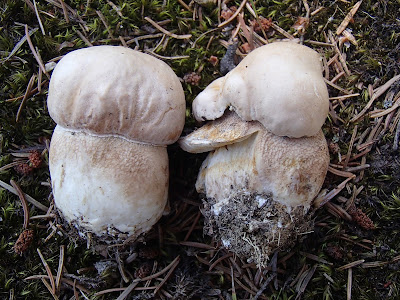 Borowik usiatkowany Boletus reticulatus