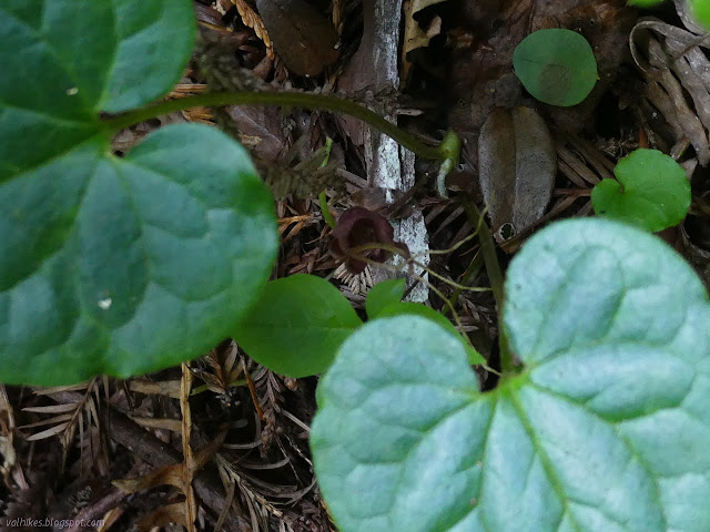 dried up ginger