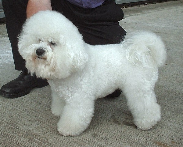 How To Groom My Dog How To Groom A Bichon Frise Grooming For Maximum Poof