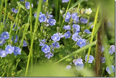 dovesfoot cranesbill（蘭）,Veronica chamaedrys（学）,カラフトヒヨクソウ,Bird's-eye speedwell（英）,