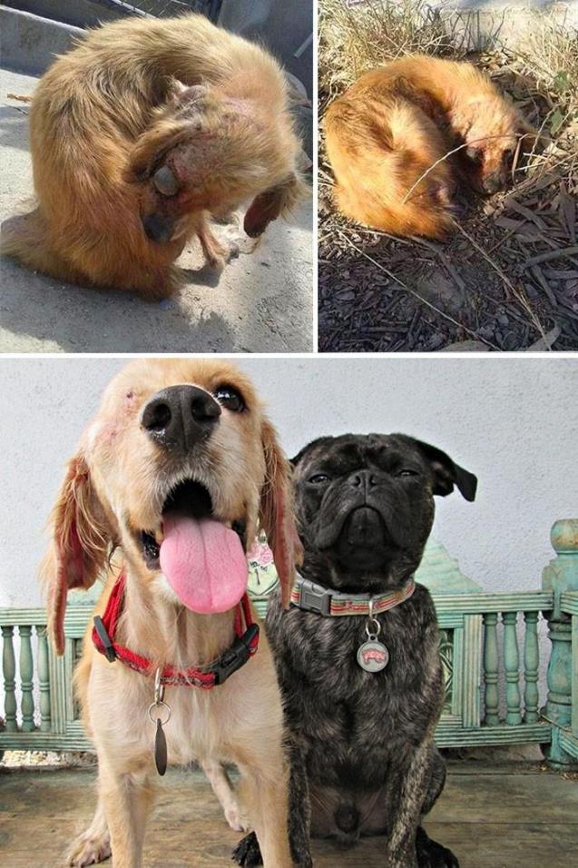 perros abandonados rescatados