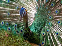 INFO KESEHATAN - Mengenal Jenis Jenis Burung Asli Indonesia Terbaru