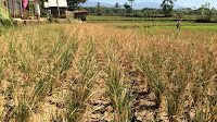 Lahan tidur di Kabupaten Garut siap dimanfaatkan peningkatan produksi pertanian