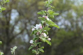 late May apple blossoms
