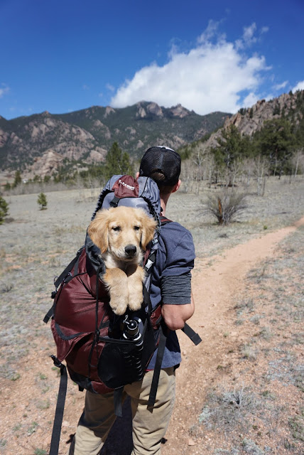 How To Choose The Perfect Dog Carriers