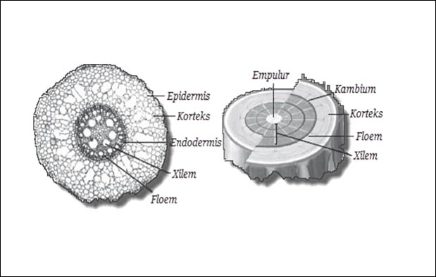 Jaringan pada Batang