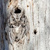 Well 'owl' be -- photographer peeps owl hiding in tree